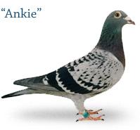 Ankie