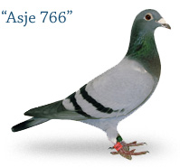 Asje 766