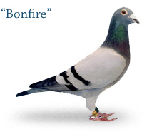 Bonfire