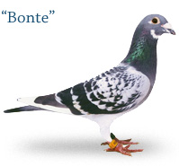 Bonte