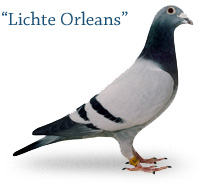 Lichte Orleans