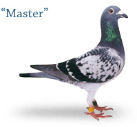Master