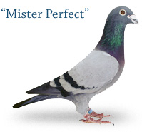 Mister Perfect