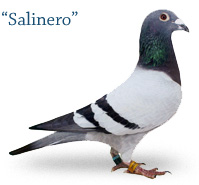 Salinero