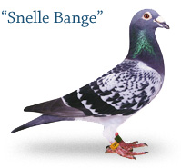 Snelle Bange