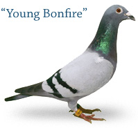 Young Bonfire