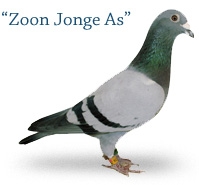 Zoon Jonge As