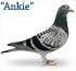 Ankie